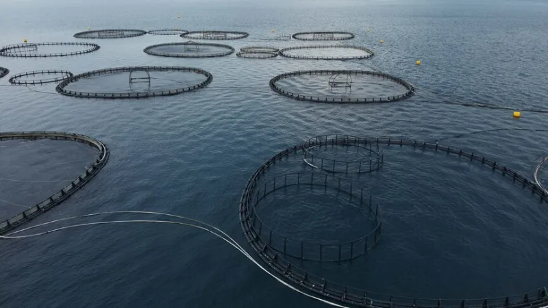 بلغت قيمة صادرات الأسماك من موغلا 198 مليون دولار في الربع الأول من العام